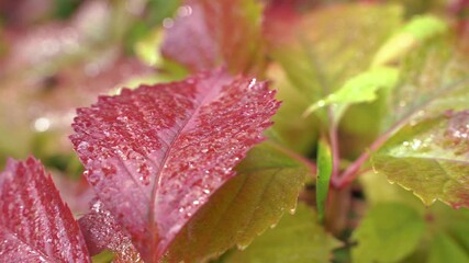 Canvas Print - red and green leaves with dew drops