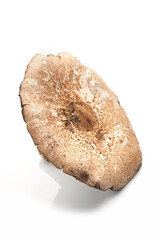 Wall Mural - Wild mushroom isolated on white background, with shadow.