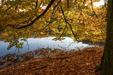 Wall Mural - Branch with colorful autumn leaves hangs over the lake