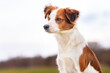 © Dyrefotografi.dk - beautiful dog