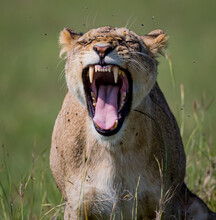 With Flies Zooming Around Her Head, Female Lion Growls