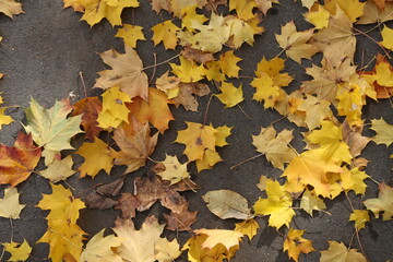 Wall Mural - Maple leaves lie on the sidewalk in autumn