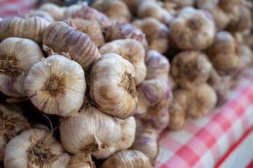 Bunch of fresh aromatic french violet or rose garlic