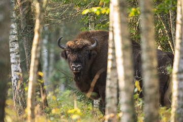 european bison in the białowieża national park. huge male in the forest. wild bison in poland. autum