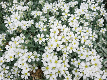 Little White Flowers Of Gypsophila In The Open Ground