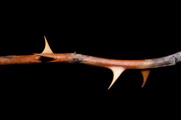 Extreme close up shot of brown rose stem with thorns against black background
