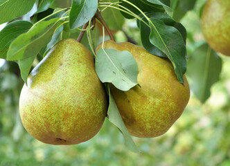 Canvas Print - Pears ripen on the tree branch.