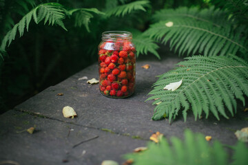 
Glass jar with a dugout in the garden, view through the ferns 2