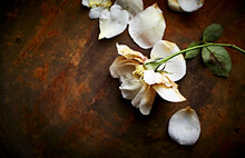Overblown White Autumn Rose On Rusty Background. Still Life