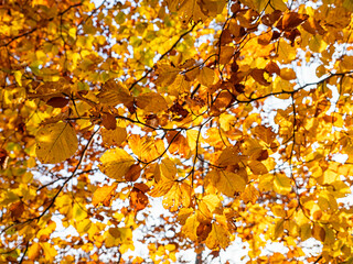 Tree leaves in autumn colors