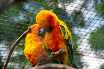 Two sun parakeet, also known in aviculture as the sun conure