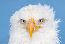 Portrait Of A American Bald Eagle