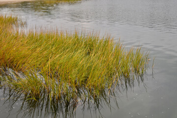 A stand of salt marsh cordgrass (Spartina alterniflora) streaked with yellow, tan, and gold  reveals that autumn has arrived.  Long Island, New York.   Background.  Copy space.

