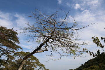 Wall Mural - sky and tree