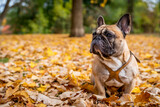 Fototapeta Tęcza - French bulldog sitting in fall leaves in park