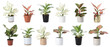© New Africa - Set of Aglaonema plants for house on white background. Banner design