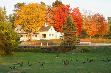 Wall Mural - house with autumn trees in residential area with goose on front yard