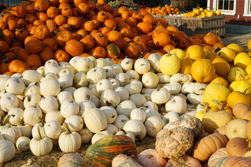 Wall Mural - pumpkins in piles in the farm in harvest season