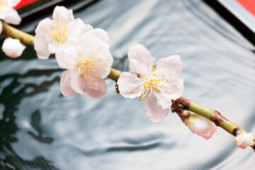 Canvas Print - 桃の花