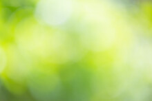 Abstract Blur Green Nature Background