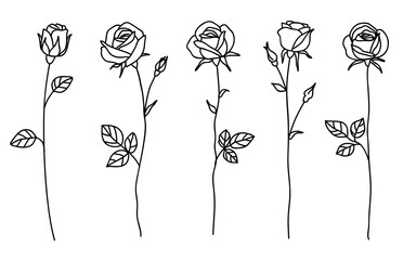 Canvas Print - One line drawing. Garden rose with leaves. Hand drawn sketch. Set of flowers with bud. Vector illustration.