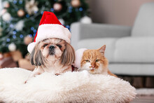 Cute Cat And Dog In Santa Hats At Home On Christmas Eve