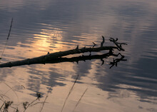Dead Tree Trunk And Branches In Water, Reflections, Swamp Lake, Autumn