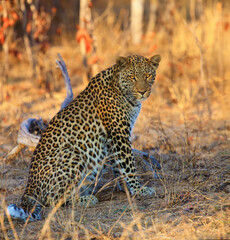 Sticker - The leopard (Panthera pardus), big male at sunset. Leopard in a yellow dry bush in a South African savannah. A large leopard in orange light in a dry bush.