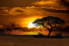 Orange African Sunset Over Acacia Tree With Big Sun, Nature Wilderness Scene, Africa Safari