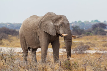 Wall Mural - majestic african elephant drinking in waterhole in etosha national park, with group of giraffes in b