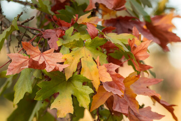 fall leaves on a tree