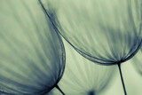 Fototapeta Dmuchawce - Dandelion abstract background. Shallow depth of field.