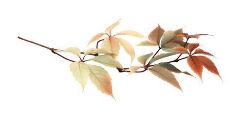 Wall Mural - twig with colorful autumn leaves of wild grape