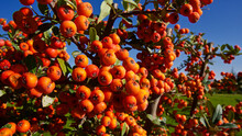 Orange Fire Thorn Bush And Berries. (Pyracantha Coccinea)