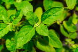 Fototapeta Storczyk - green basilic plantation. Fresh organic green basil growing in the garden Top view of plenty fresh green basil plant leaves Greenery, green garden natural organic food