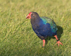 Wall Mural - South Island Takahe, Porphyrio hochstetteri