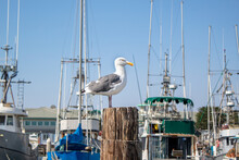 A Seagull Resting On A Post