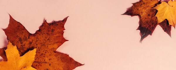 Wall Mural - Bright autumn maple leaves on beige paper background. Seasonal fall composition, thanksgiving day concept. Creative flatlay, top view, copy space
