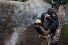 Old Chimpanzee Sitting On A Tree While Eating Food