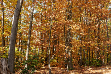 Wall Mural - Colorful autumn landscape. Autumn trees in the park