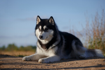 Wall Mural - Husky dog laying on the ground by the sky