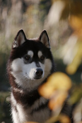 Wall Mural - Portrait of a husky dog amidst summer bushes