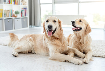 Golden retrievers lying on floor at home