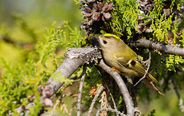 Goldcrest, regulus regulus. On a sunny autumn morning, a bird sits on a thuja branch