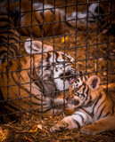 Fototapeta  - tiger cub communicates through the bars with his older brother