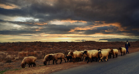 shepherd grazing sheep in a desert at a road in Turkmenistan.