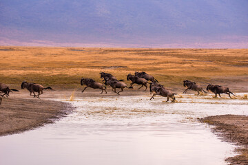 Wall Mural - Herd of gnus and wildebeests in the Ngorongoro crater National Park, Wildlife safari in Tanzania, Africa.