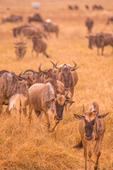 Wall Mural - Herd of gnus and wildebeests in the Ngorongoro crater National Park, Wildlife safari in Tanzania, Africa.