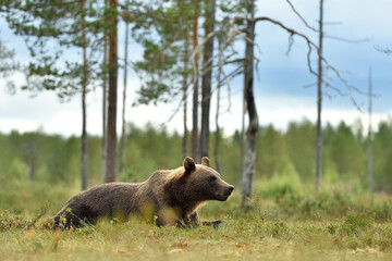 Wall Mural - brown bear resting in the wild taiga