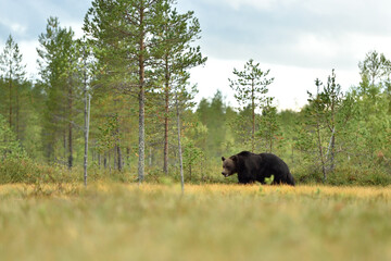 Wall Mural - brown bear in the wild forest taiga